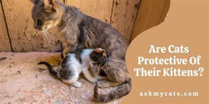 Are cats protective?