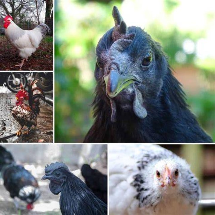 Are chickens expensive to keep?