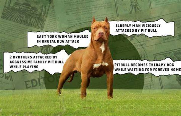 Are GREY pitbulls aggressive?