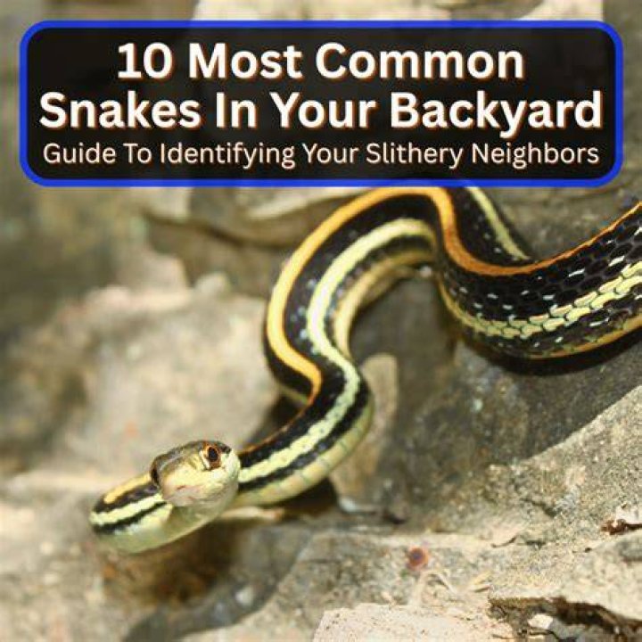 Are snakes good in your yard?