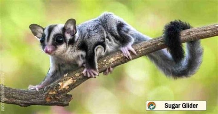 Are sugar gliders legal in India?