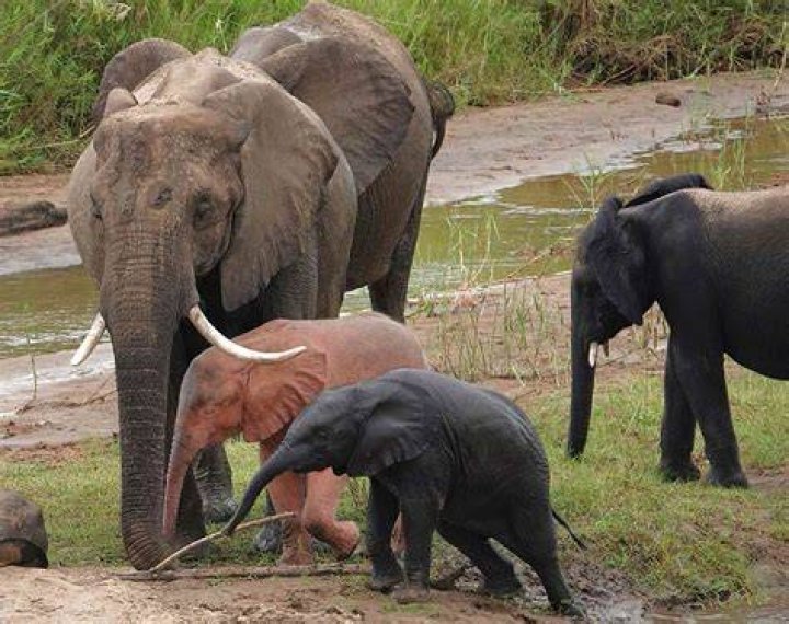 Are there any albino elephants?