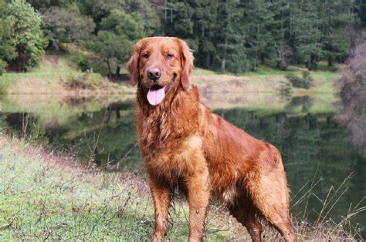 Are there red Golden Retrievers?