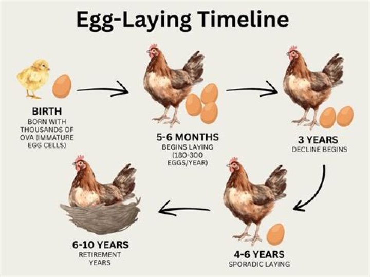 Can a chicken learn its name?