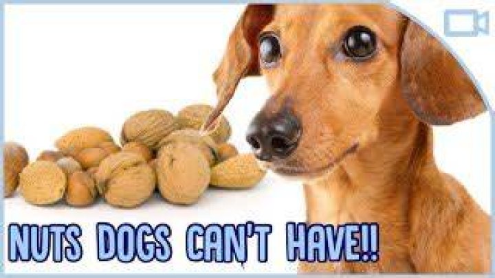 Can dogs eat monkey nuts?