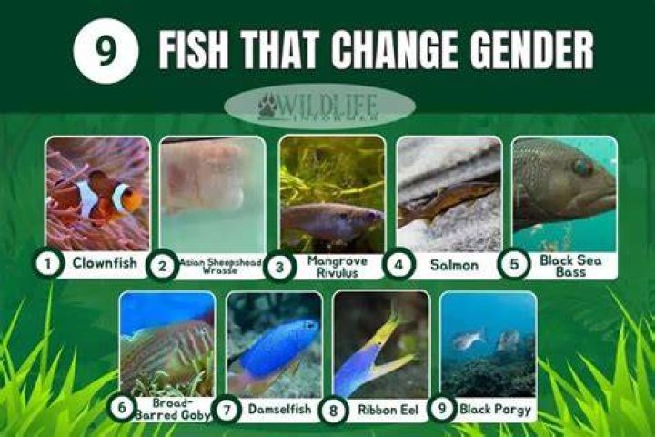 Can fish change sexes?