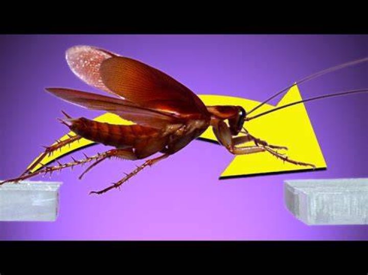 Can roaches jump?