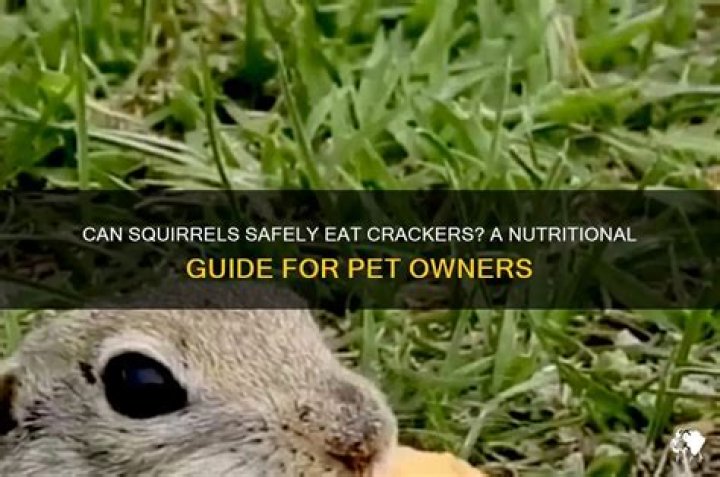 Can squirrels eat crackers?