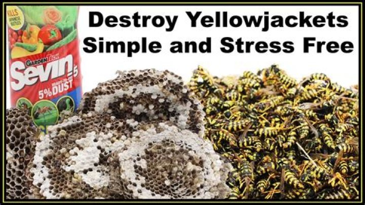 Can yellow jackets see at night?