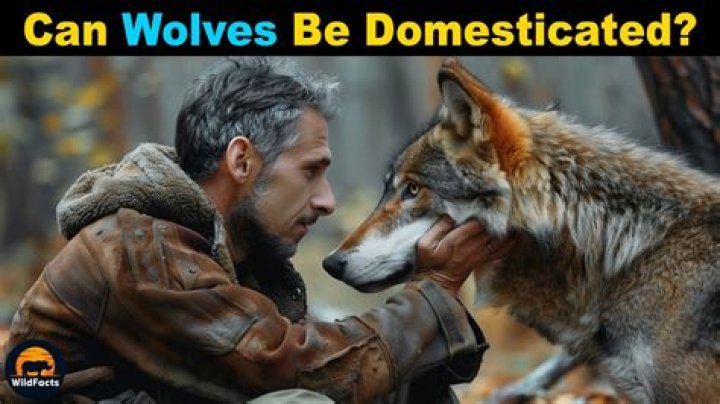 Can you domesticate a wolf?