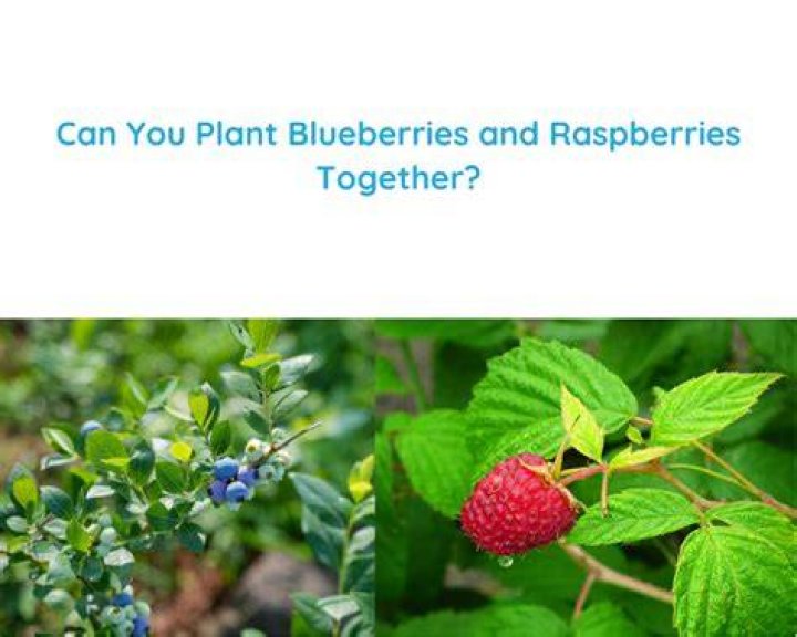 Can you plant strawberries blueberries and raspberries together?
