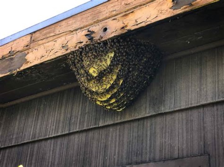 Do bees nest in chimneys?
