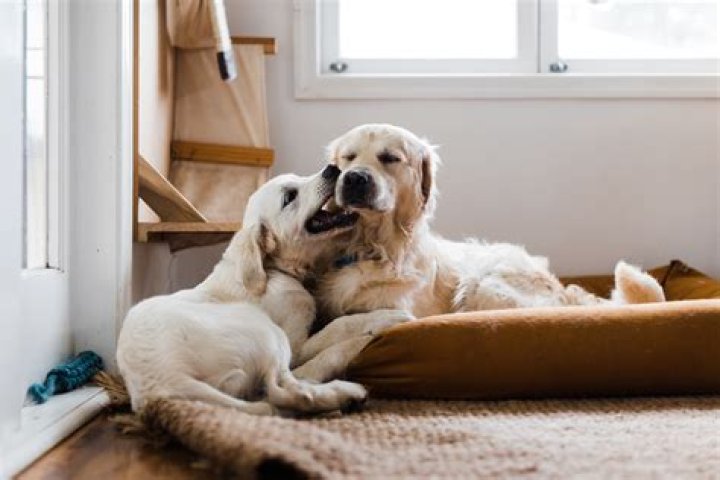 Do dogs get depressed when a baby is born?