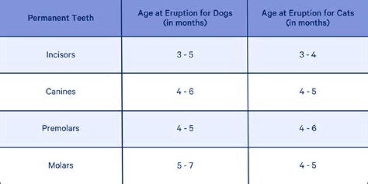 Do dogs teeth at 1 year old?