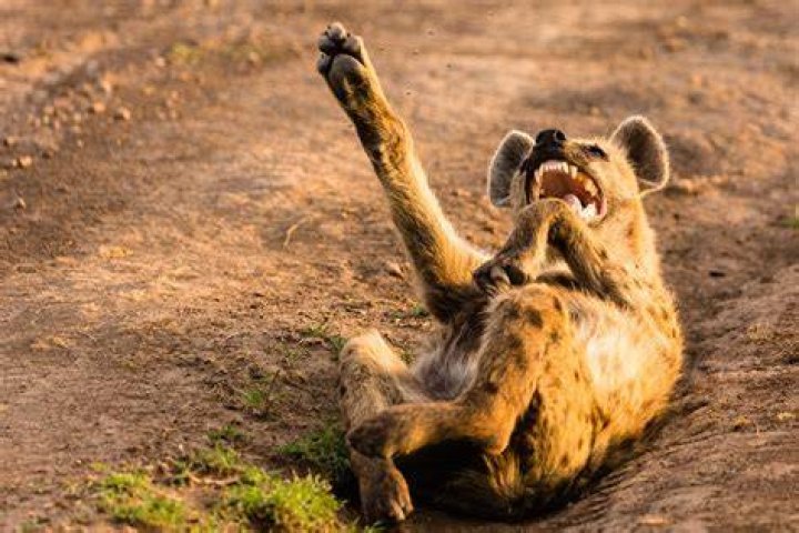 Do hyenas actually laugh?