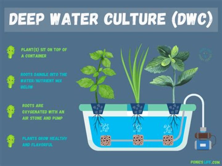 Do plants grow better in oxygenated water?