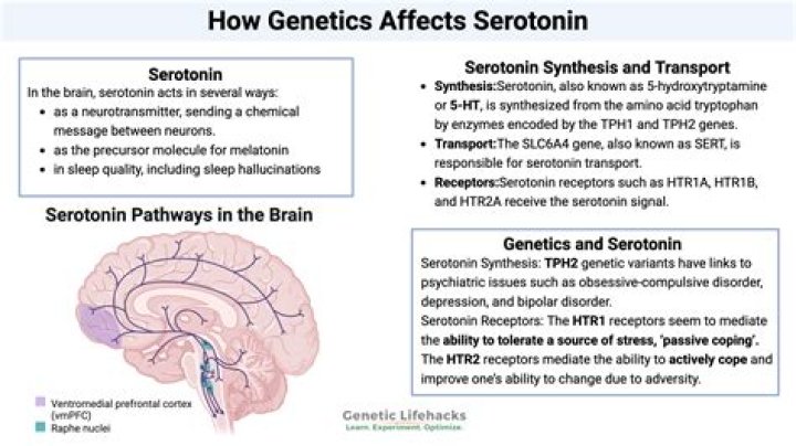 Does sugar boost serotonin?