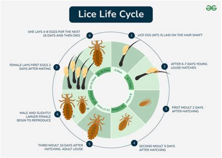How do adults know if they have lice?