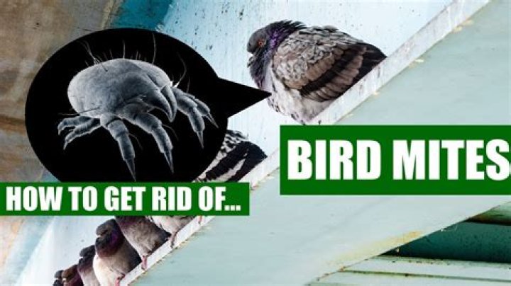 How do I get rid of bird mites?
