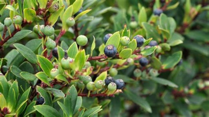 How do you grow a Huckleberry?