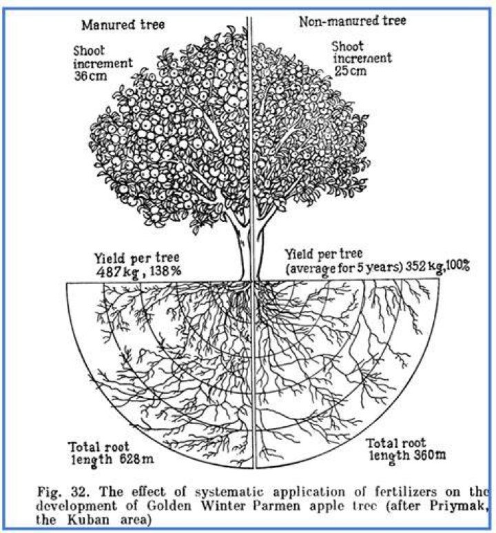 How do you maximize root growth?