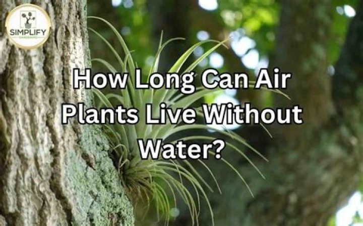 How long can they live without water?