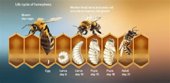How long do bees stick around?