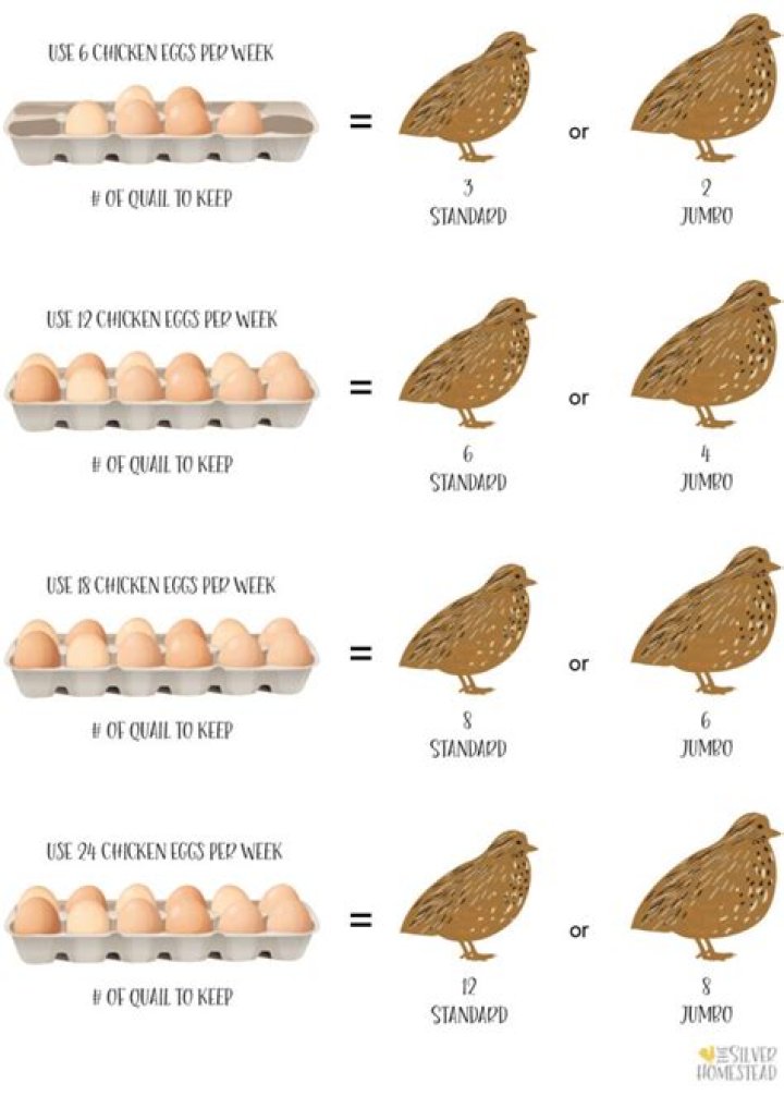 How many quails is one egg?