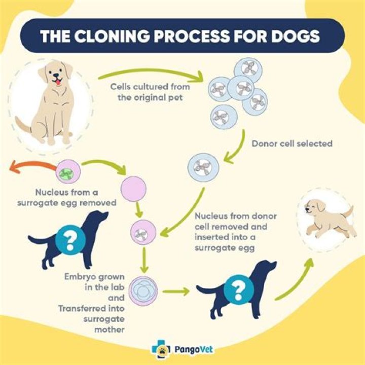 How much would it cost to clone a dog?