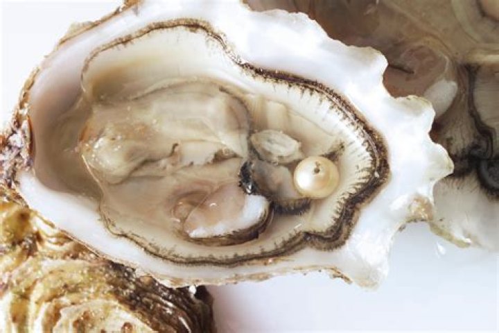 How often do oysters have 2 pearls?