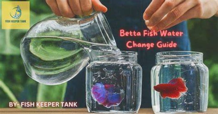 How often do you change betta fish water?
