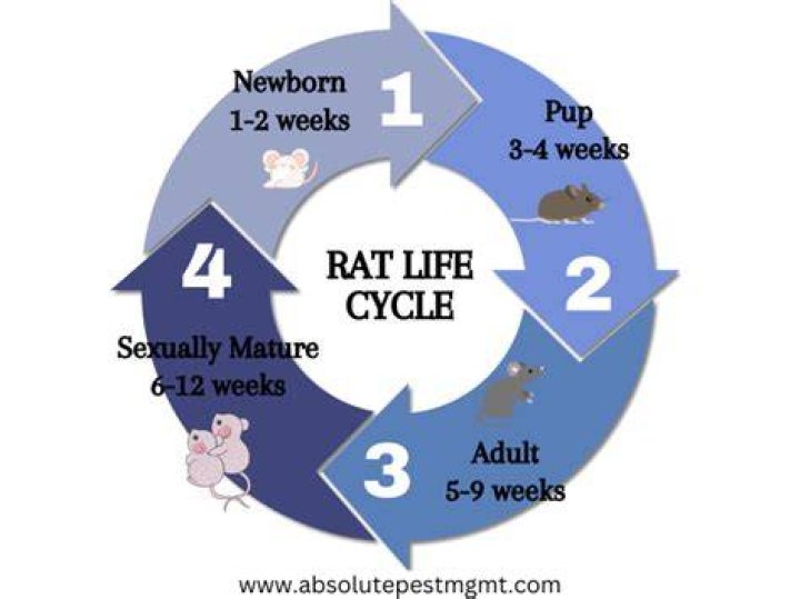 How old do rats live?