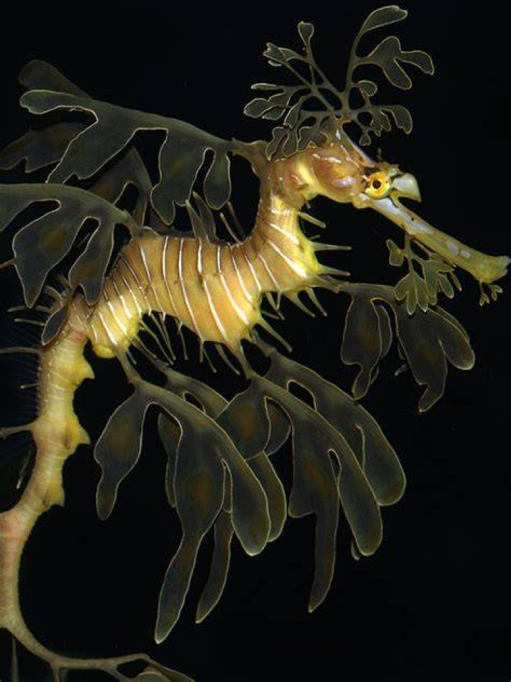 Is a sea dragon real?