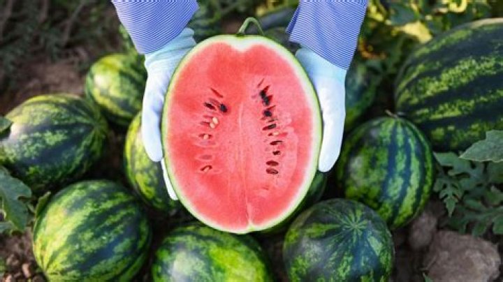 Is a watermelon a berry?