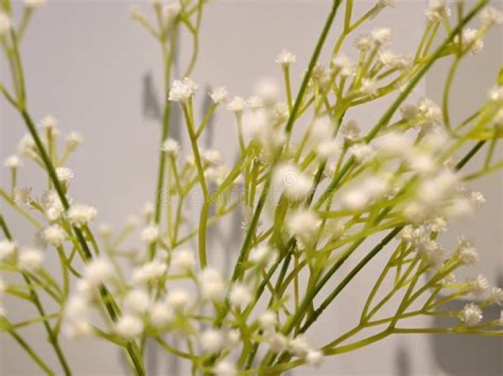 Is baby's Breath native to Australia?
