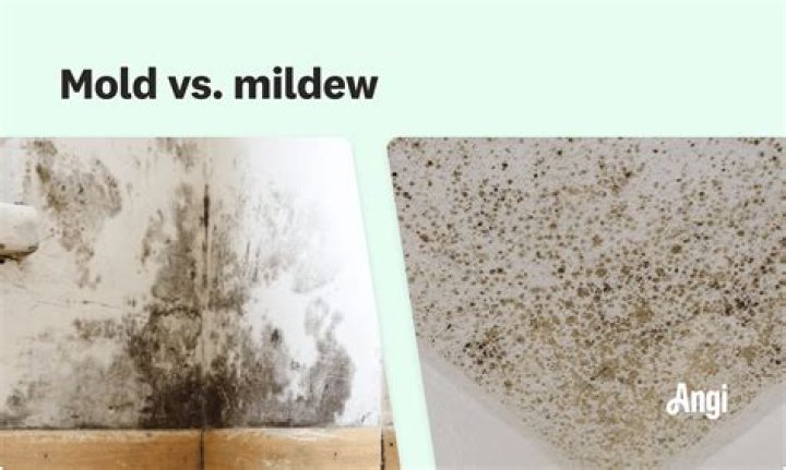 Is black mold powdery?