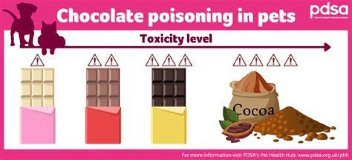 Is chocolate poisonous to dogs?