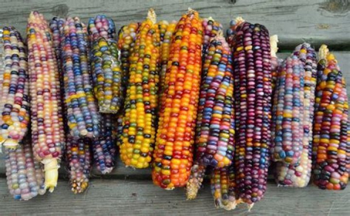 Is Rainbow corn natural?