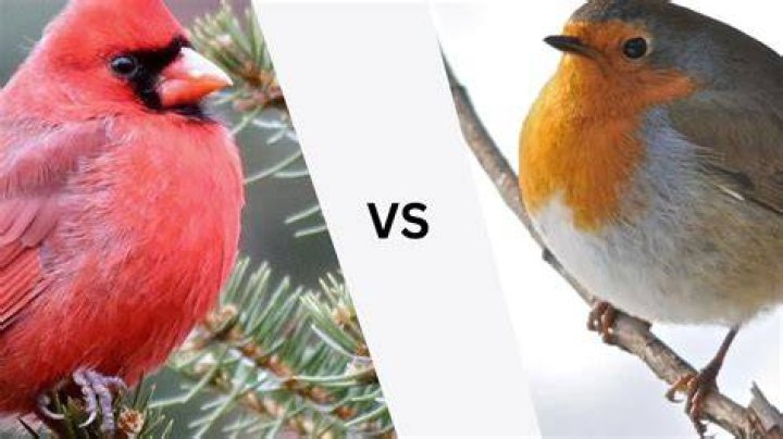 Is there a difference between red bird and cardinal?