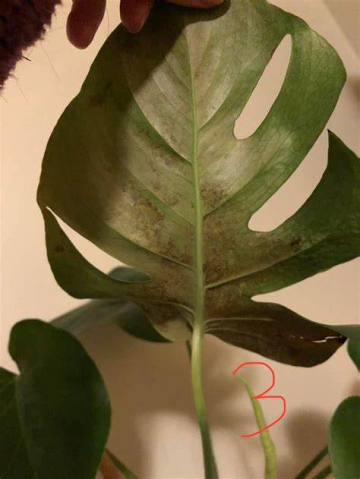 Should I cut off brown Monstera leaves?