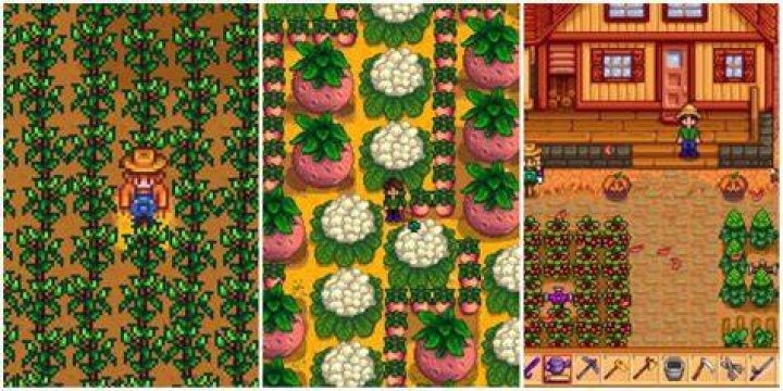 Should I sell my cranberries Stardew?