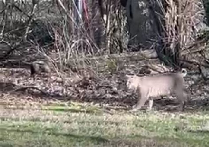 Should I worry about a bobcat in my yard?