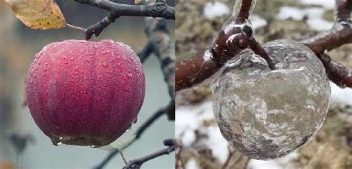 What are ghost apples?