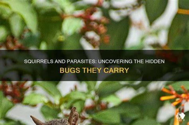 What bugs do squirrels carry?