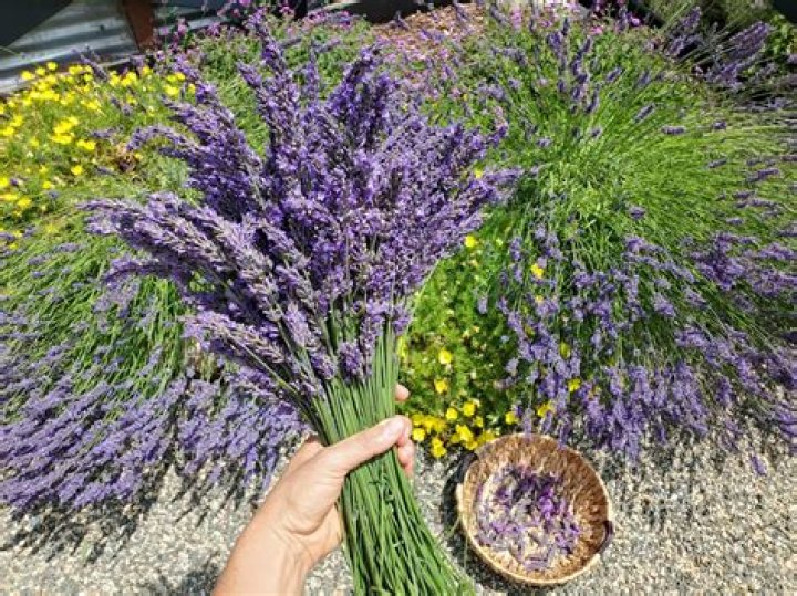 What can I do with fresh cut lavender?
