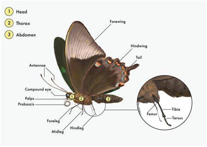 What do butterflies excrete?