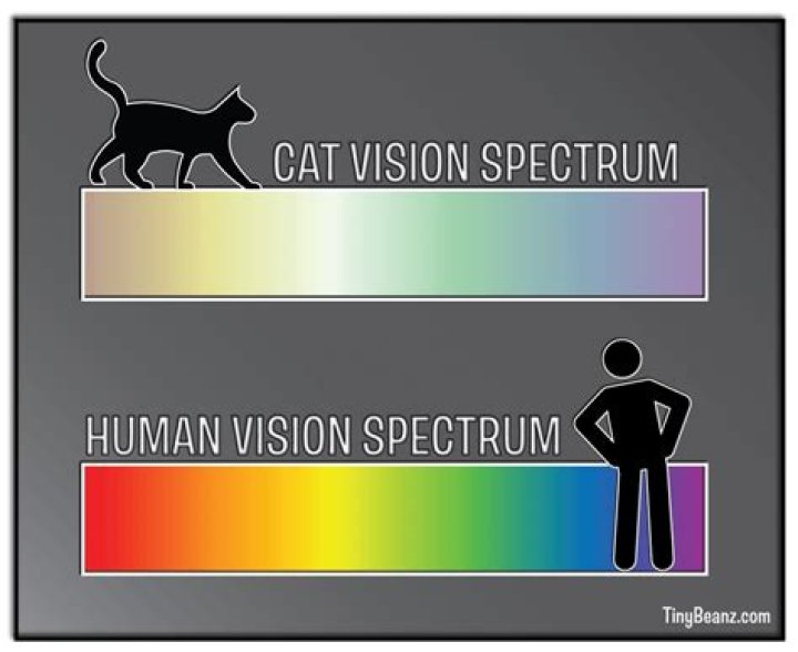 What do cats see that humans dont?