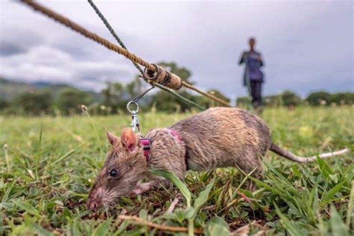 What do rats enjoy the most?