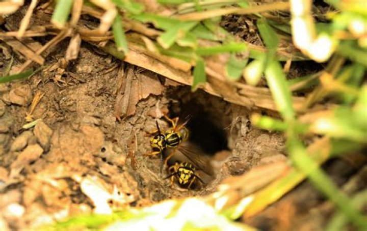 What do you do with a yellow jacket nest in the ground?