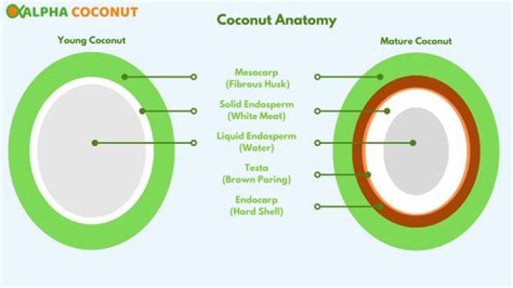 What does coconut do for the brain?